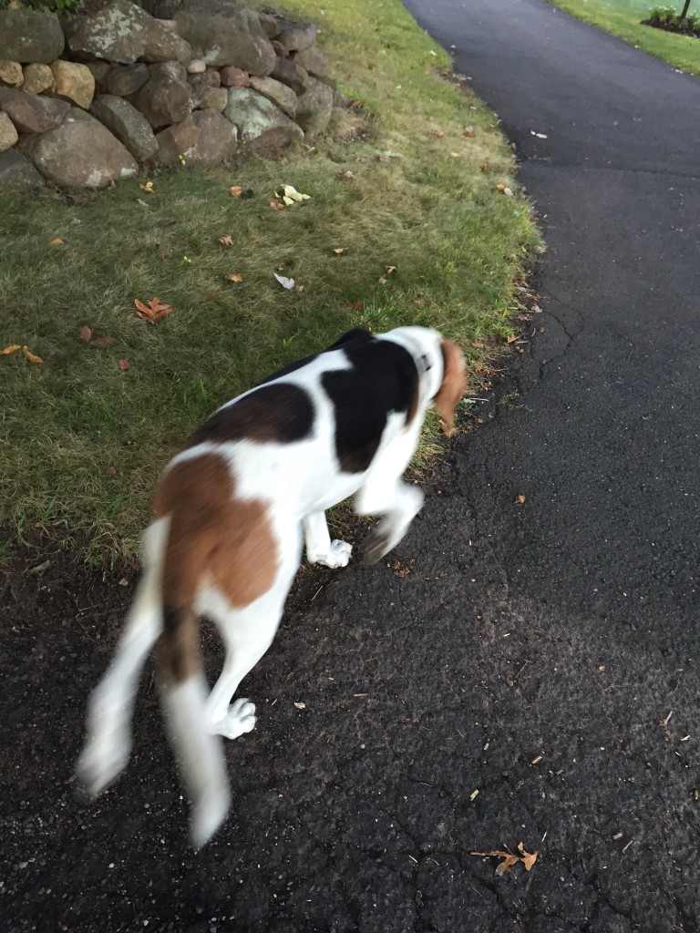 My doggie friend who sometimes joins me for a little bit of the run.  He wasn't in the mood to run with me.  He ran away instead.