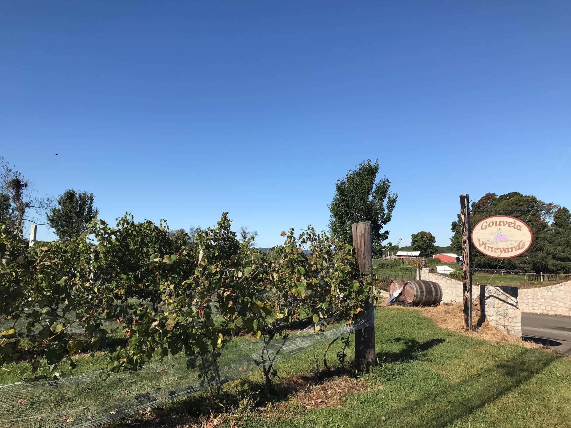 The Gouveia Vineyard on my 16 mile NYC Marathon training run