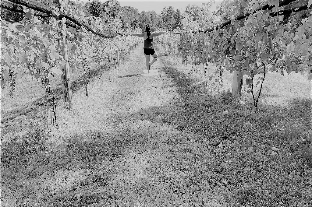 Vinyasa In the Vineyard Yoga