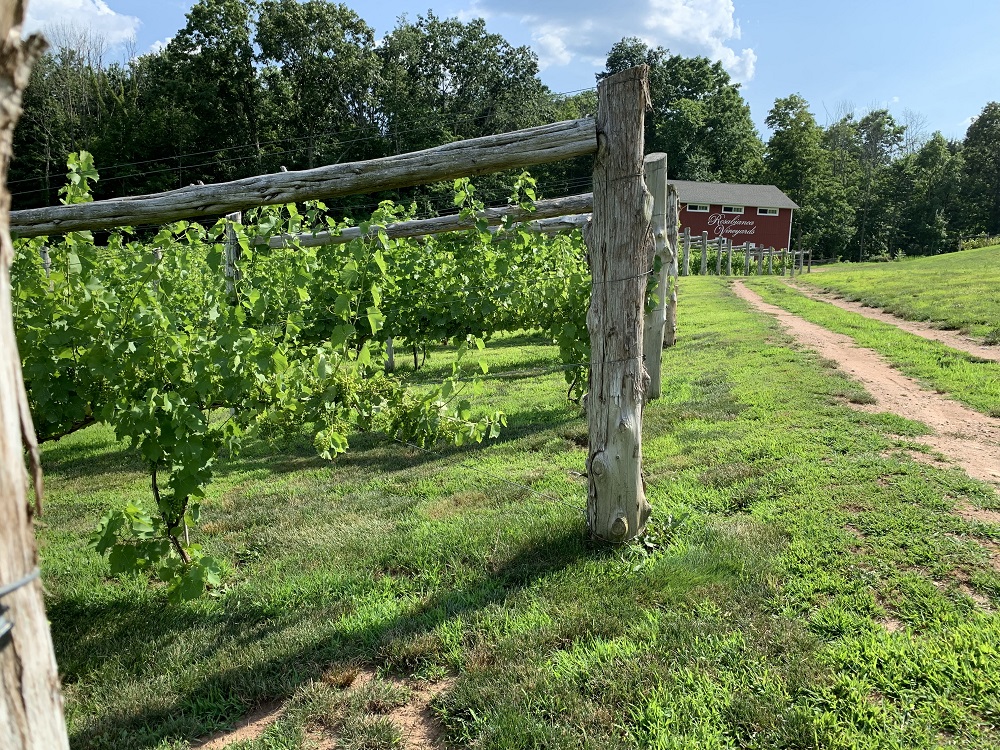 Vinyasa In The Vineyard