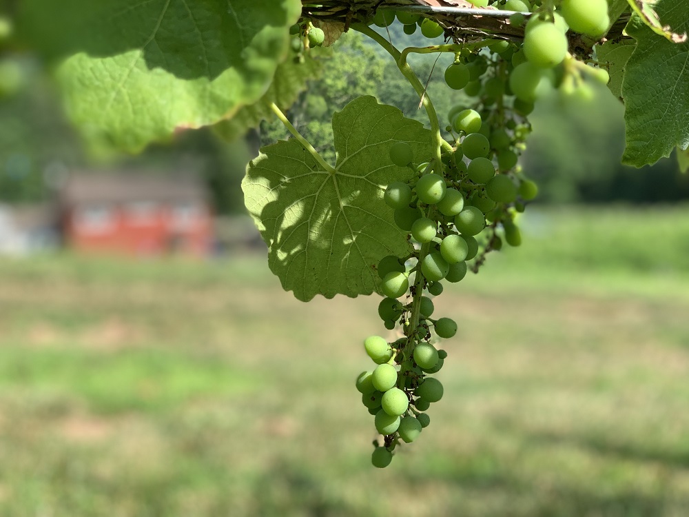 Vinyasa In The Vineyard