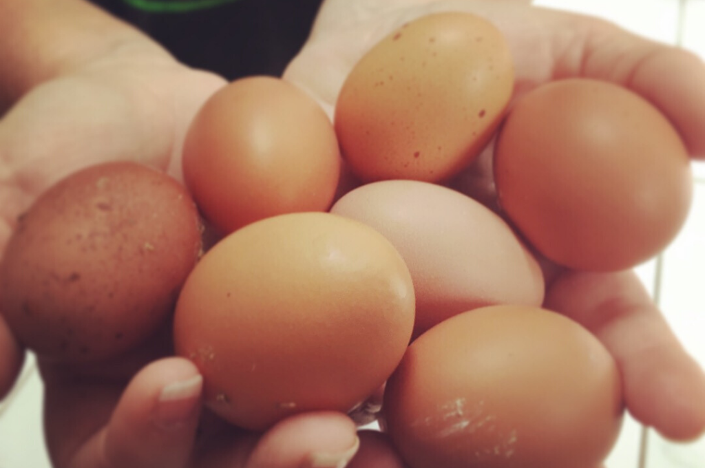 5 Tips For Raising Chickens